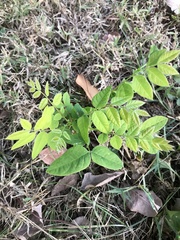 Gymnocladus dioicus