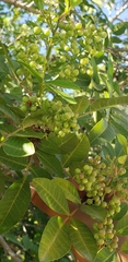 Piperales