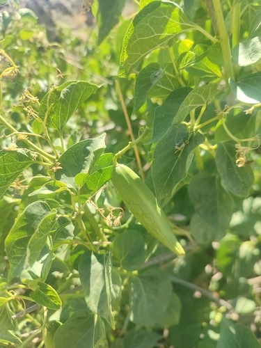 Cionura erecta