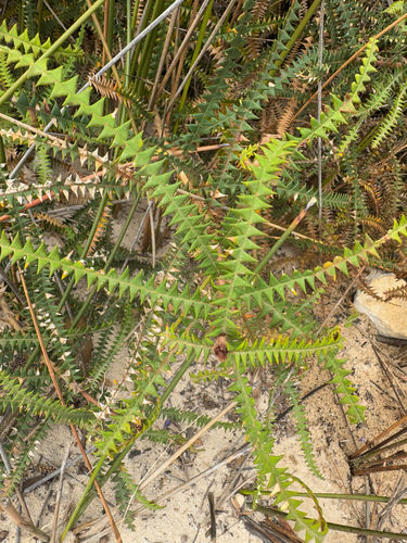 Banksia dryandroides, photograph 2