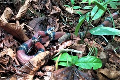 Lampropeltis micropholis