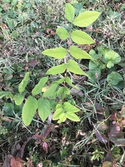 Gymnocladus dioicus