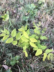 Gymnocladus dioicus