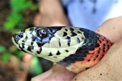 Lampropeltis micropholis