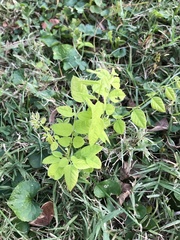 Gymnocladus dioicus