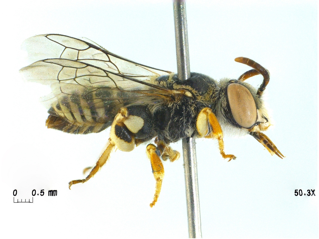 Xeromelissa wilmattae