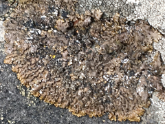 Xanthoparmelia loxodes