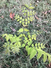 Gymnocladus dioicus