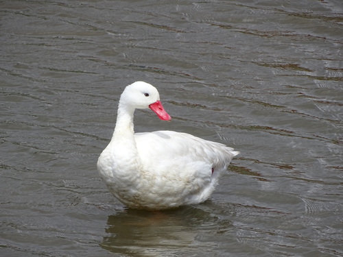 Coscoroba blanc (Coscoroba coscoroba)