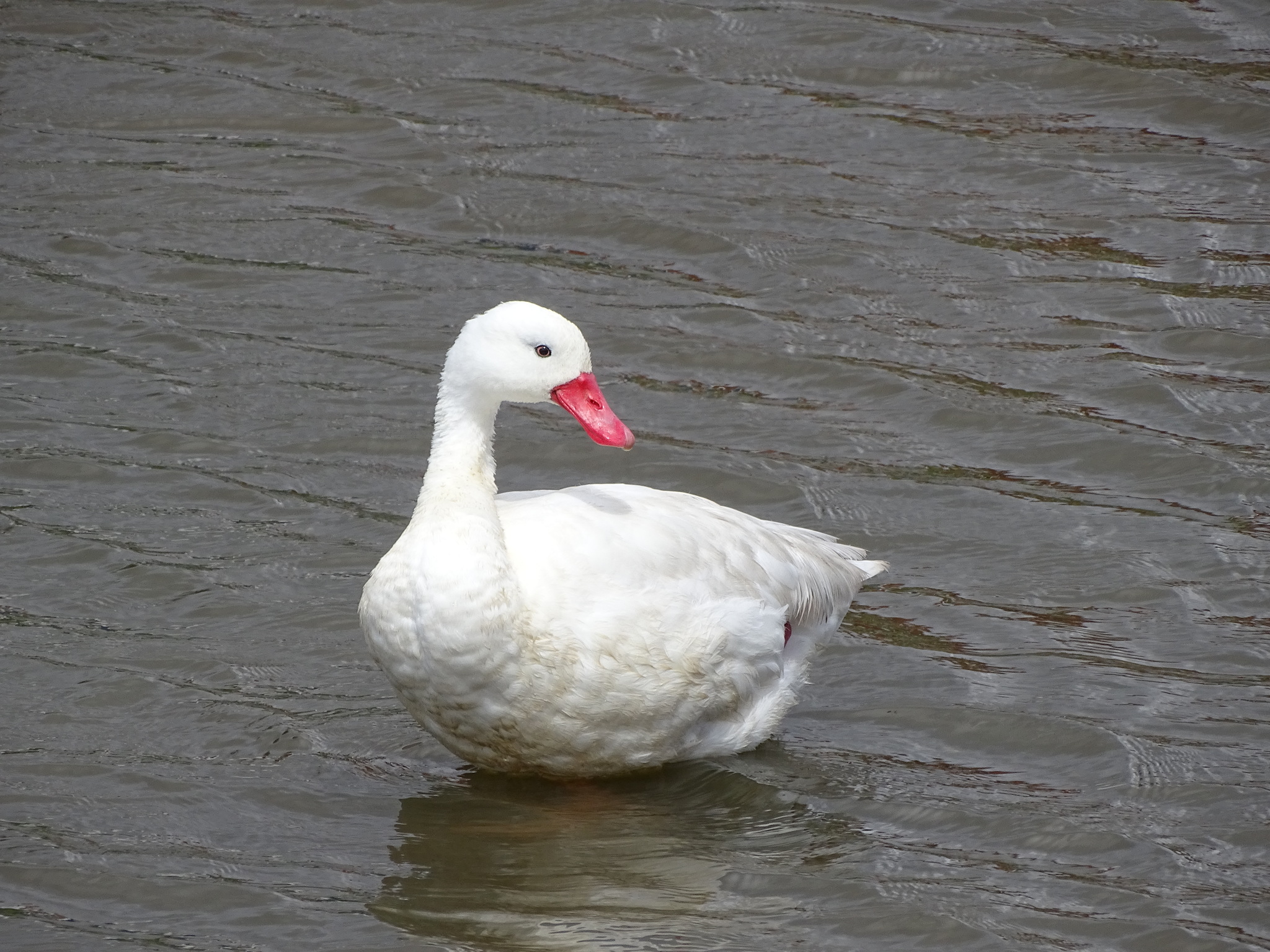 Coscoroba Swan (Coscoroba coscoroba)