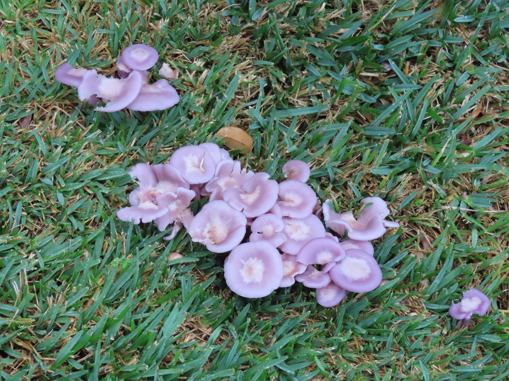 Lepista sublilacina · May 2025 · photo: © ian_mcallan (iNaturalist, cc-by-nc)