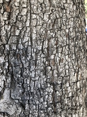 Quercus