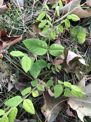 Gymnocladus dioicus