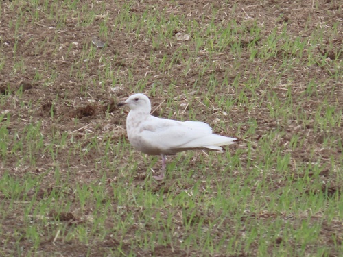 Gaviota groenlandesa (Larus glaucoides)