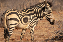Mountain Zebra photo 2