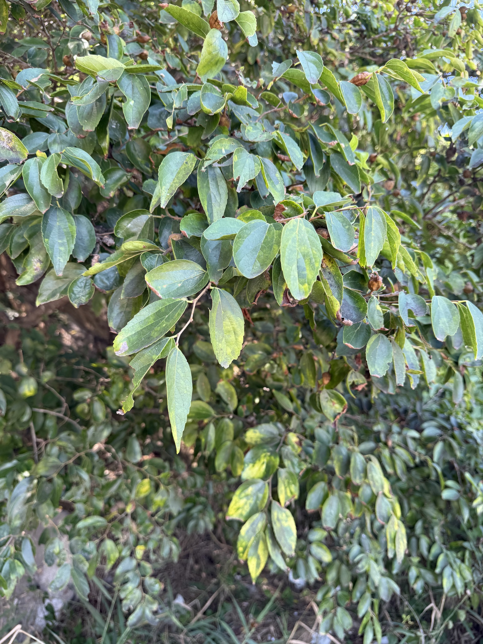 Bunge's Hackberry (Celtis bungeana)