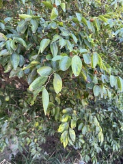 Bunge's Hackberry (Celtis bungeana)