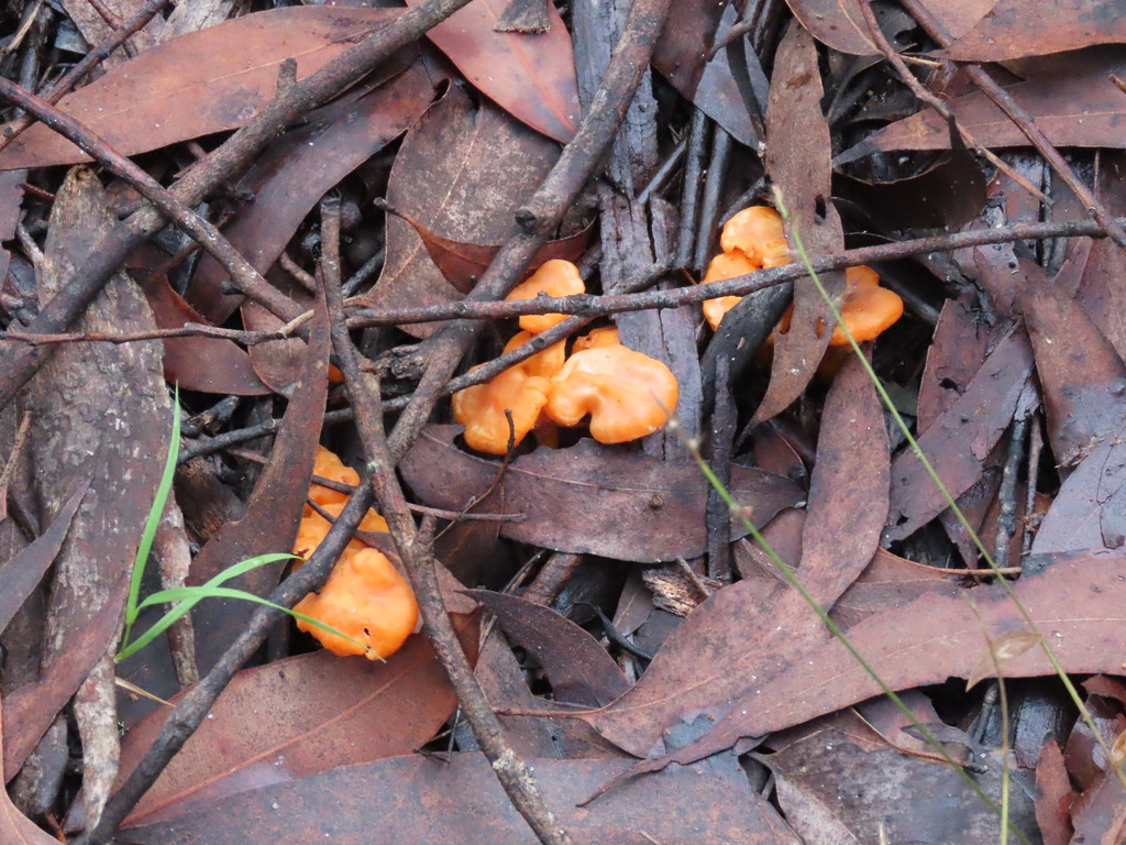 Cantharellus concinnus · May 2025 · photo: © ian_mcallan (iNaturalist, cc-by-nc)