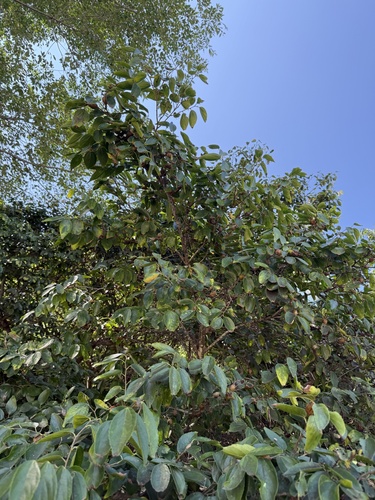 Celtis bungeana, photograph 2