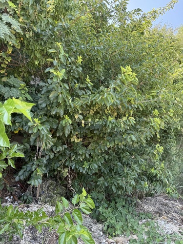Celtis bungeana, photograph 3
