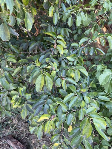Celtis bungeana, photograph 4