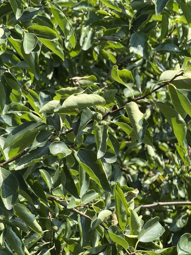 Maclura tricuspidata (Maclura tricuspidata)