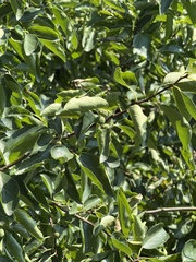Maclura tricuspidata, photograph (c) Jane Charlen, some rights reserved (CC BY)