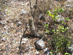 Thelocactus hastifer