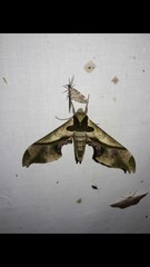 Adhemarius dariensis