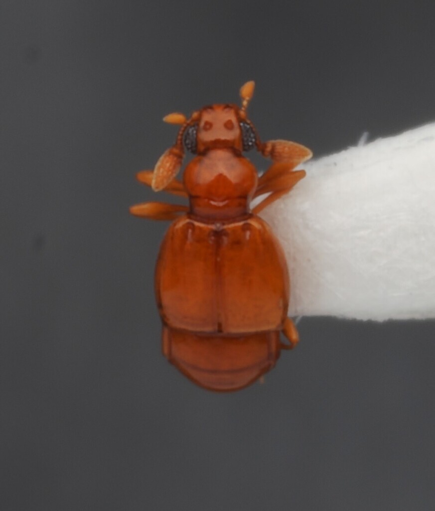 Eupsenius glaber