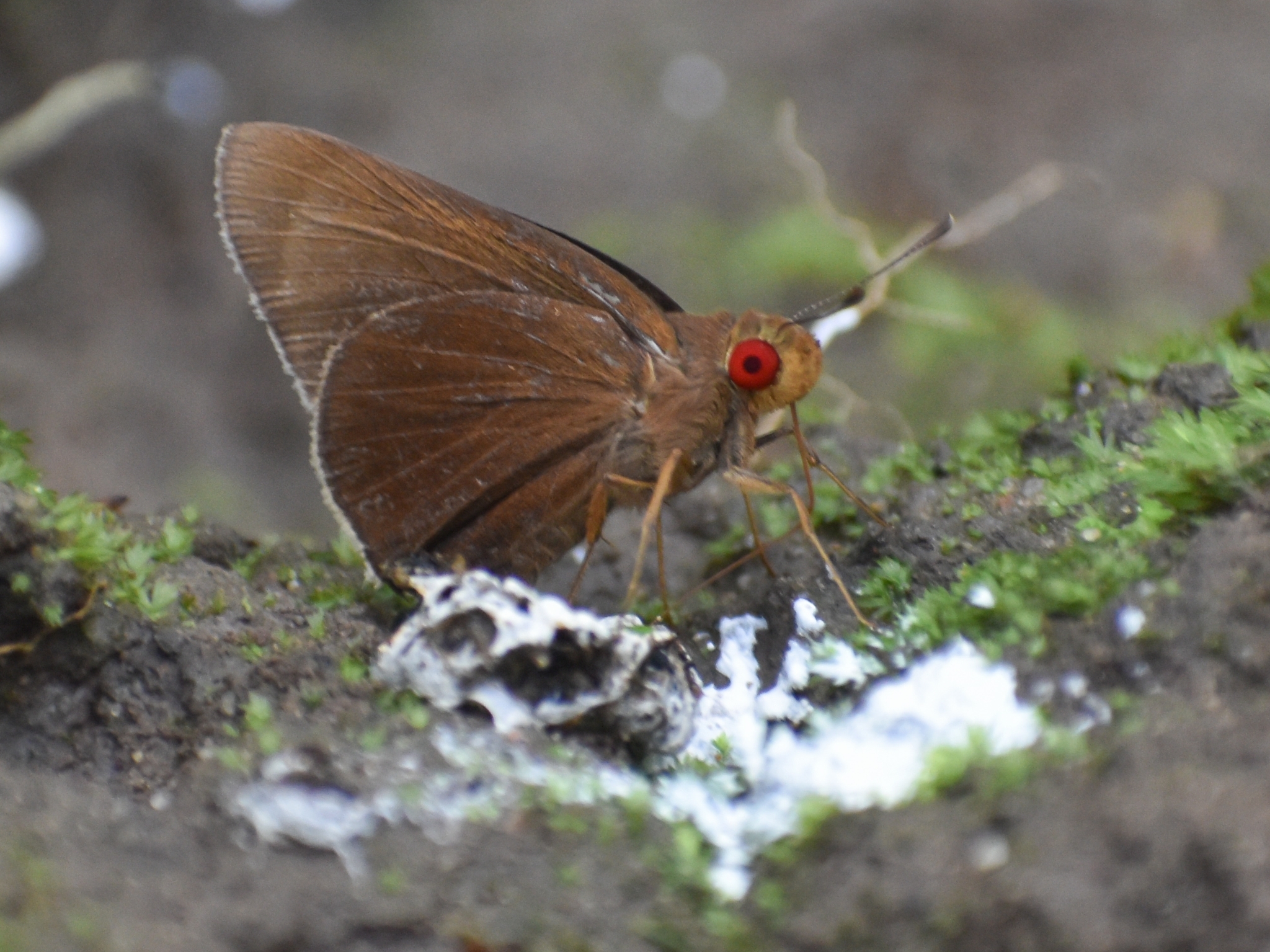 Common Branded Redeye