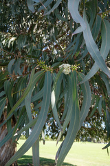 Eucalyptus nitens