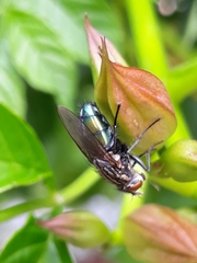 Sarconesia chlorogaster