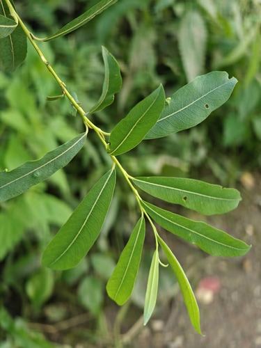 Наблюдение на iNaturalist