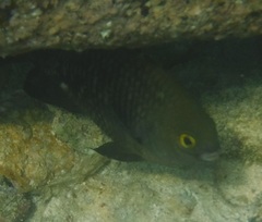 Plectroglyphidodon marginatus