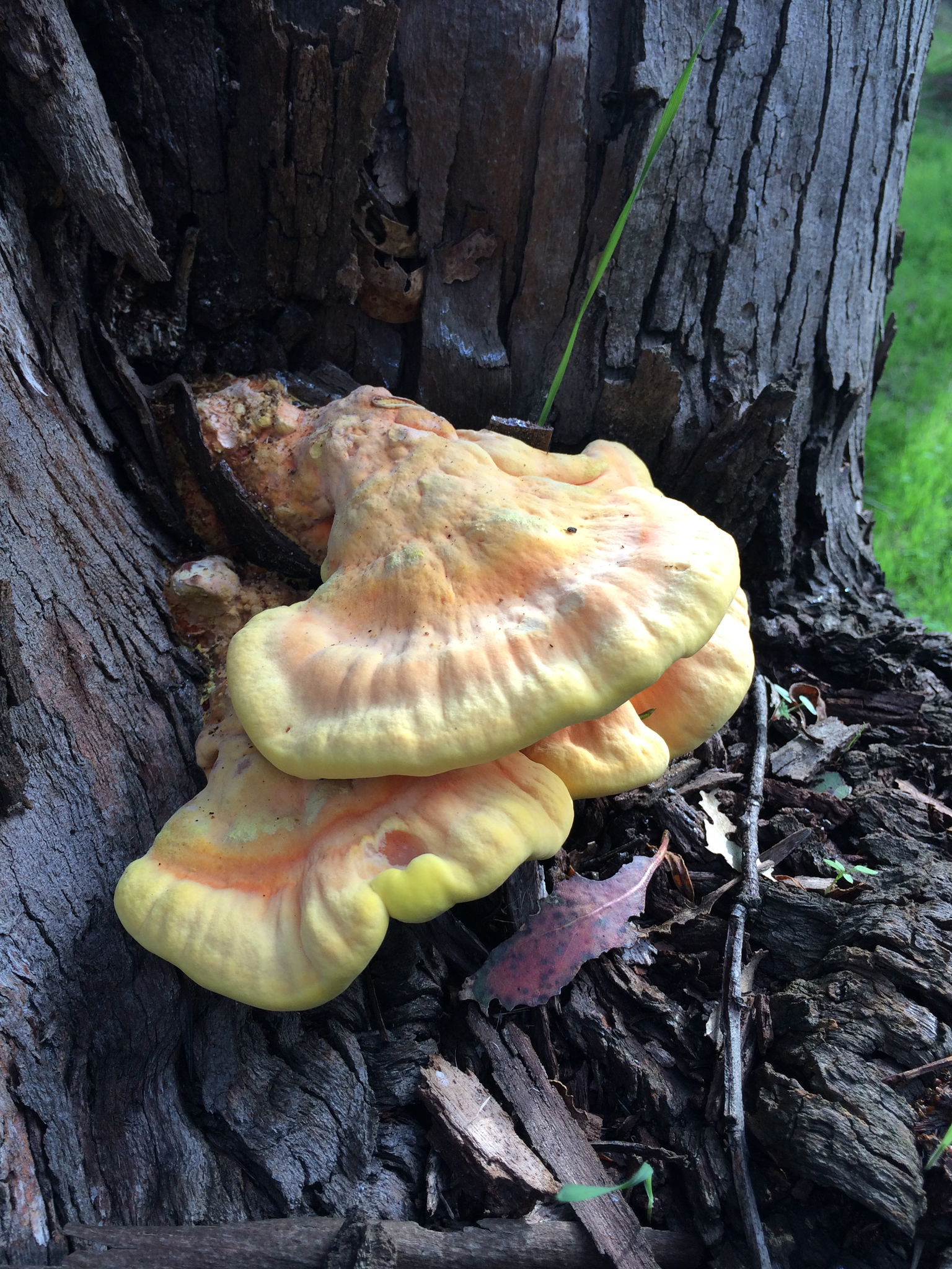 Laetiporus gilbertsonii image