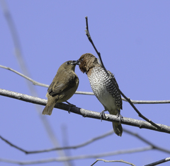 Scaly-Breasted Munia photo 5