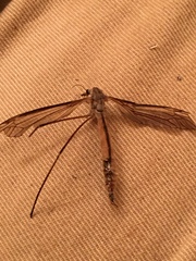 Tipula paterifera