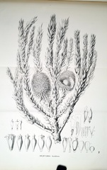 Araucaria angustifolia
