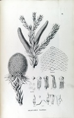 Araucaria angustifolia