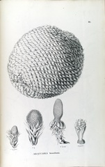 Araucaria angustifolia