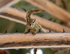 Funisciurus congicus