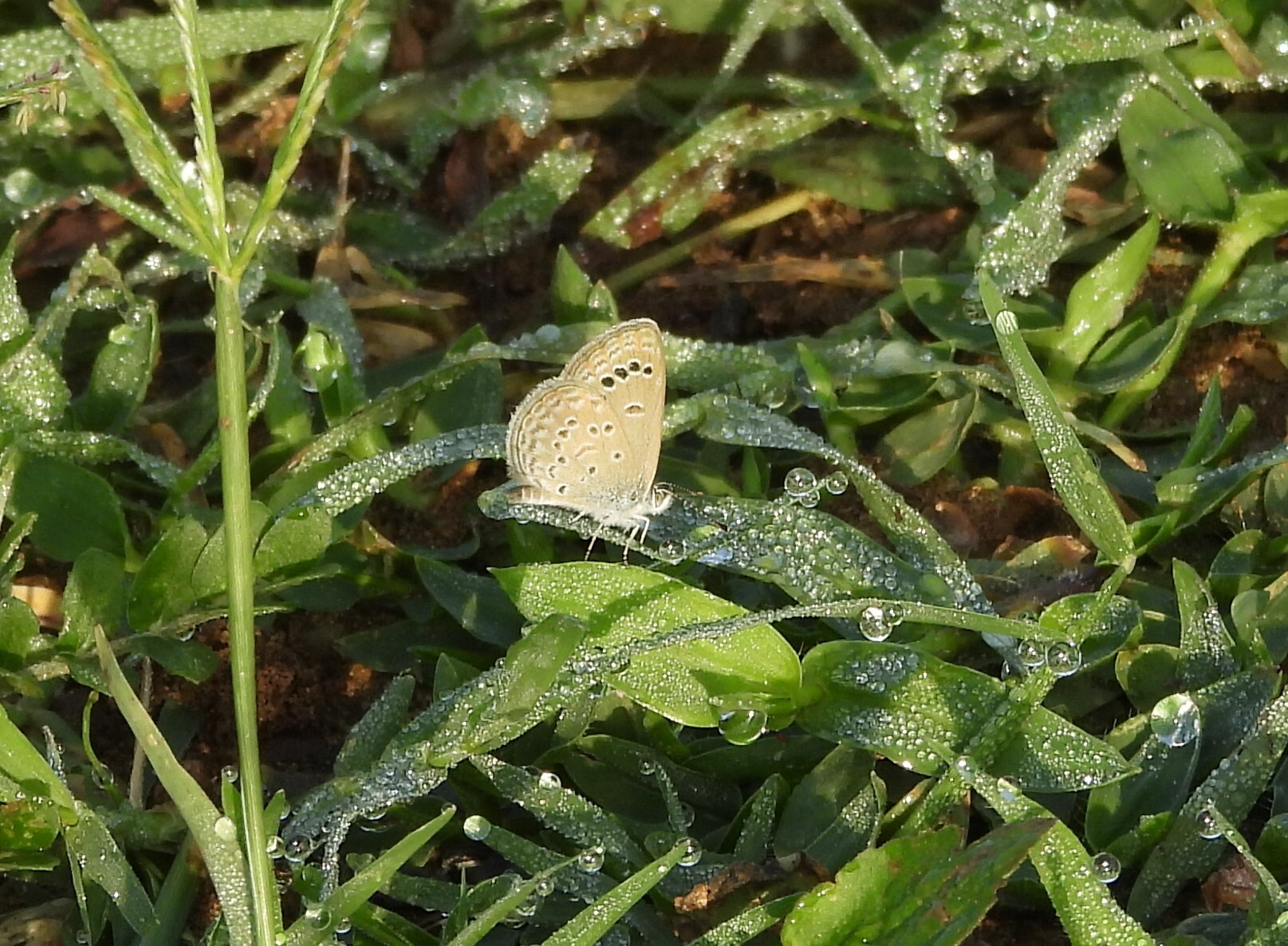 Lesser Grass Blue