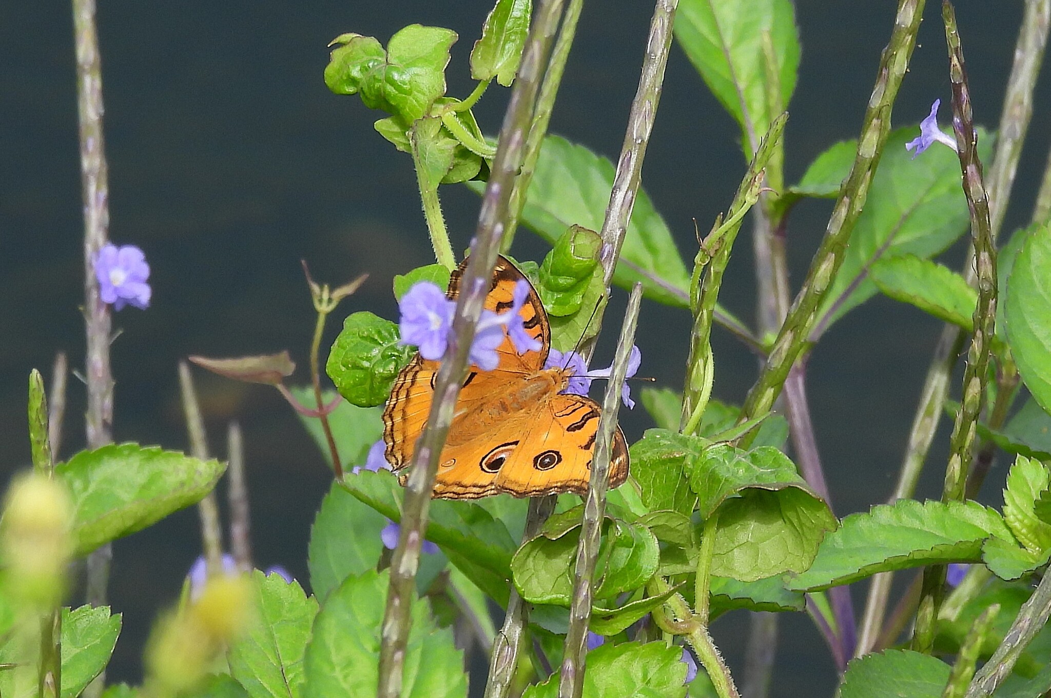 Peacock Pansy