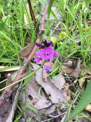 Hardenbergia violacea