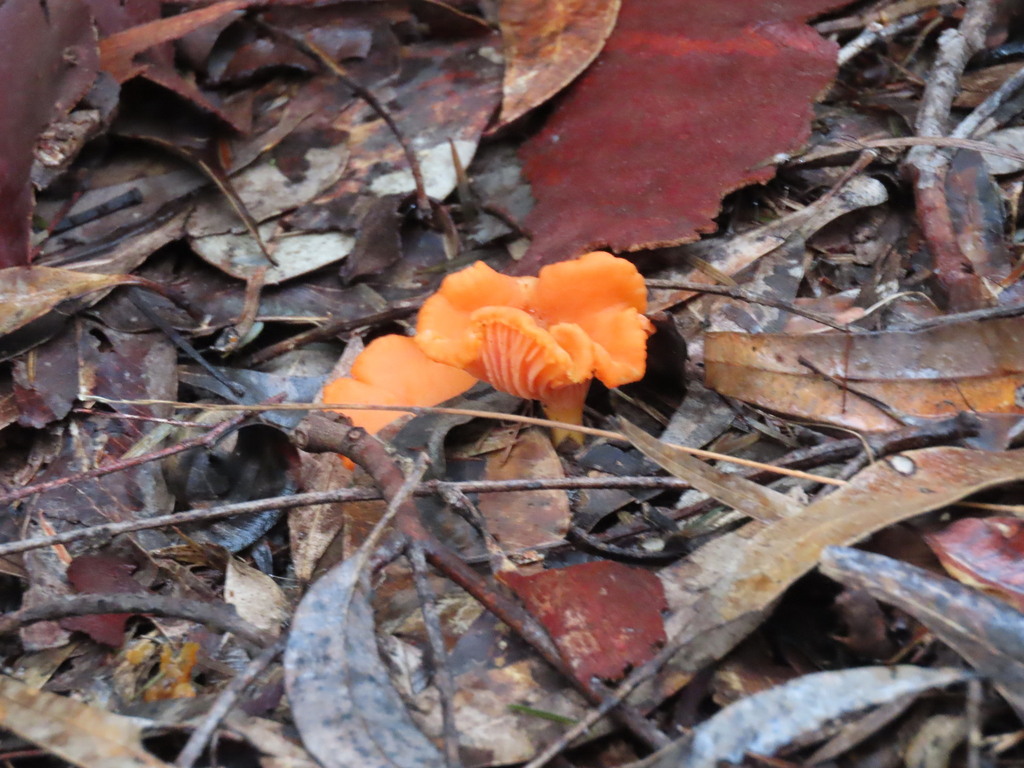 Cantharellus concinnus · May 2025 · photo: © ian_mcallan (iNaturalist, cc-by-nc)