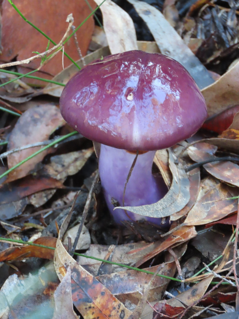 Cortinarius archeri · May 2025 · photo: © ian_mcallan (iNaturalist, cc-by-nc)