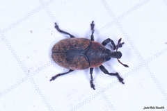 Larinus australis