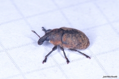Larinus australis