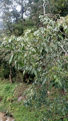 Angiospermae